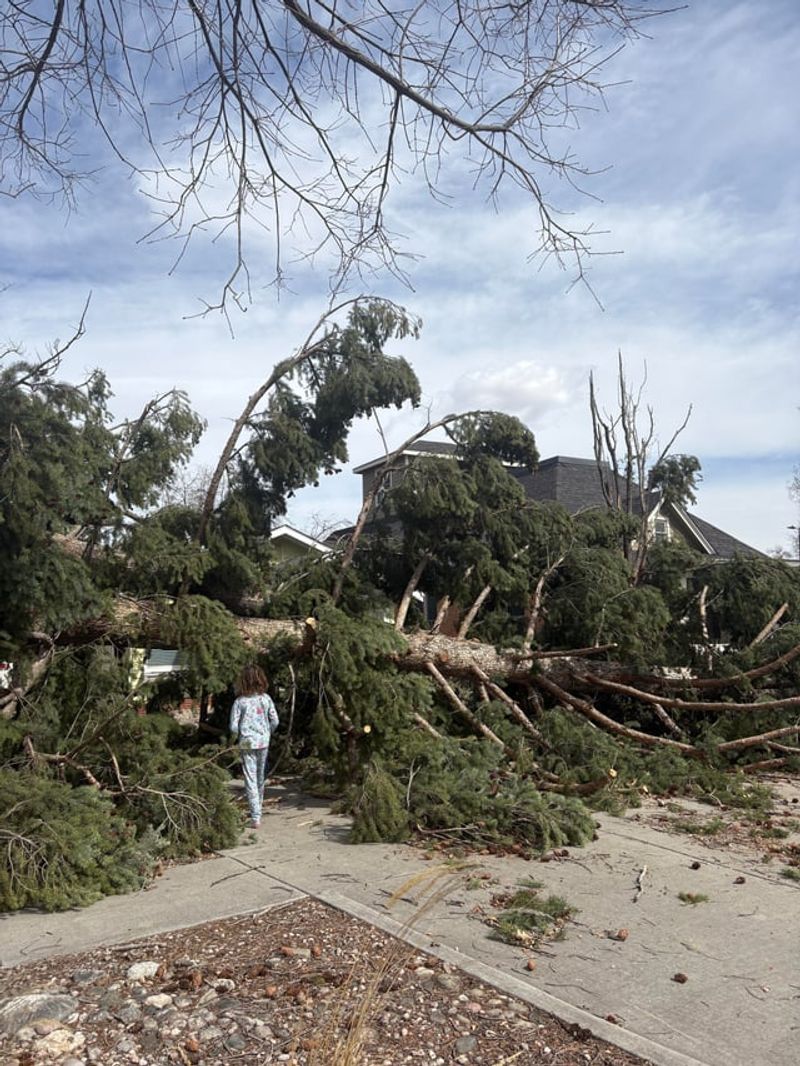 Lessons Missouri Gardeners Can Take From Storm-Damaged Trees