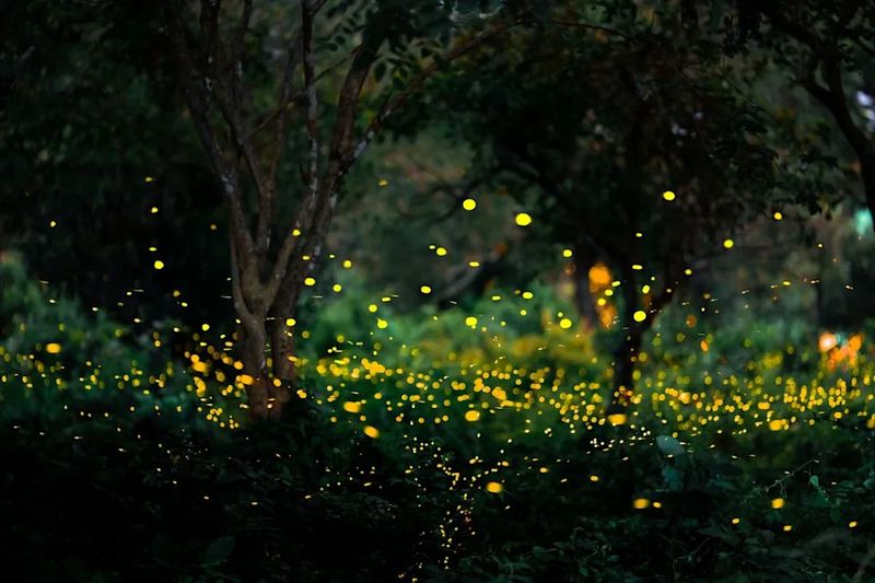 Let A Brighter Summer Change Your Night Garden