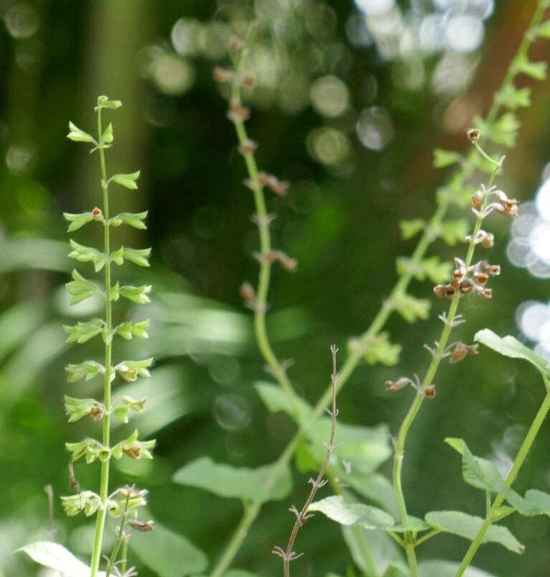 Let A Few Seeds Drop For New Plants