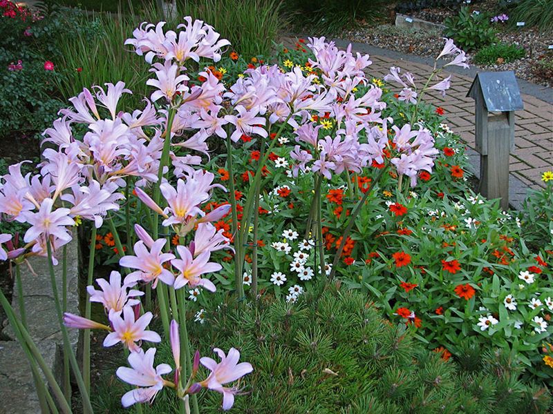 Let An Old Yard Mystery Bloom Again Next Summer Let An Old Yard Mystery Bloom Again Next Summer
