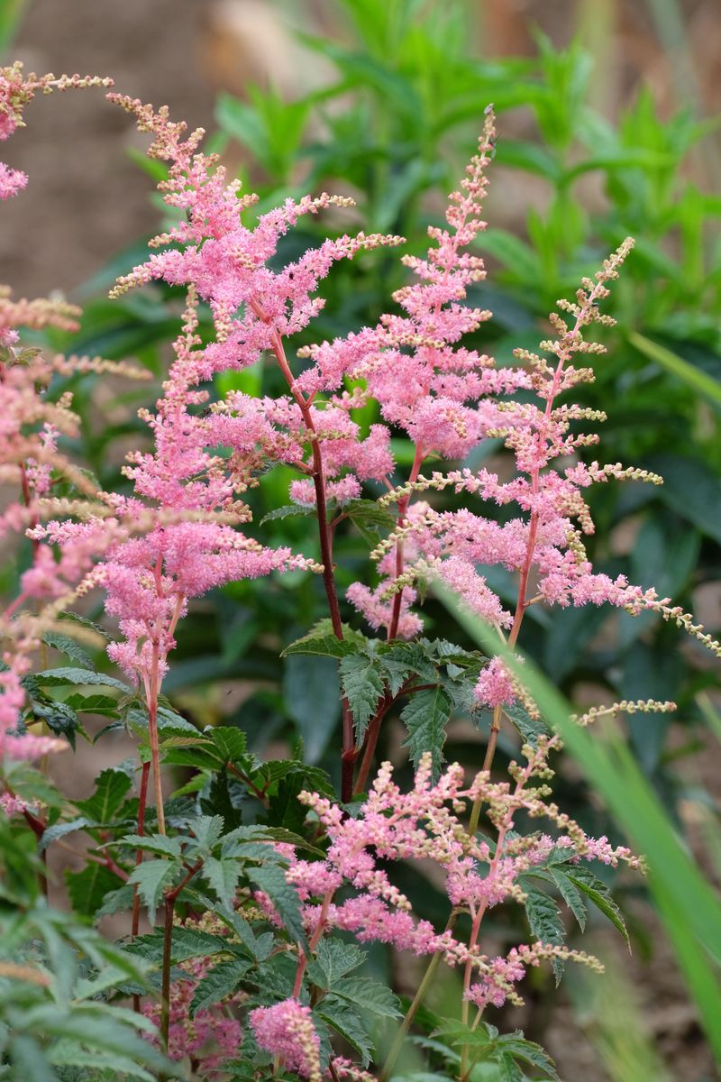 Let Astilbe Rest Instead Of Reaching For The Shovel