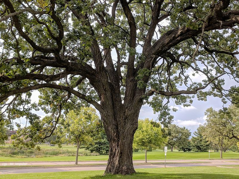 Let Bur Oak Feed More Than Acorns Let Bur Oak Feed More Than Acorns