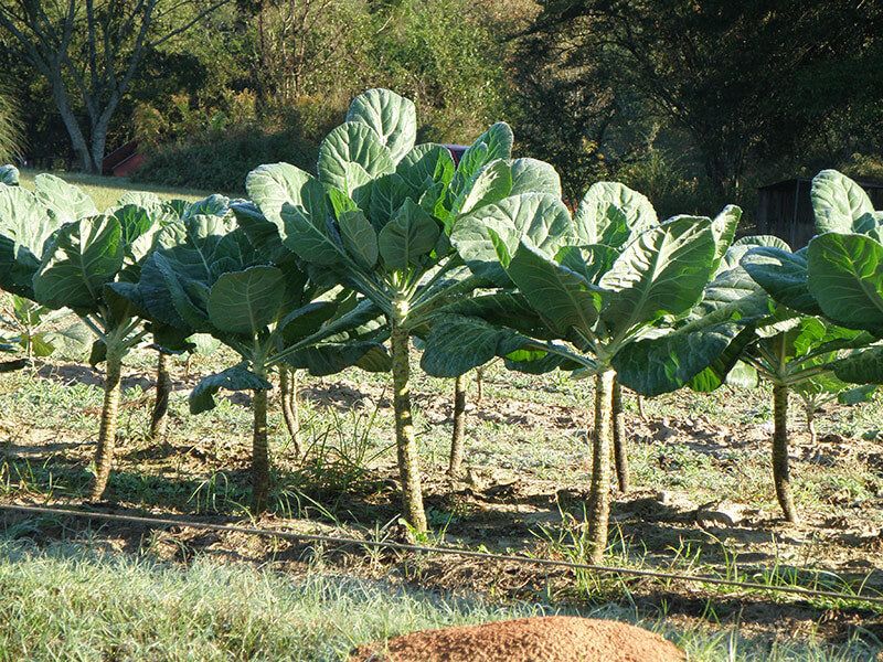 Let Cool Weather Improve Flavor Without Overpromising Let Cool Weather Improve Flavor Without Overpromising