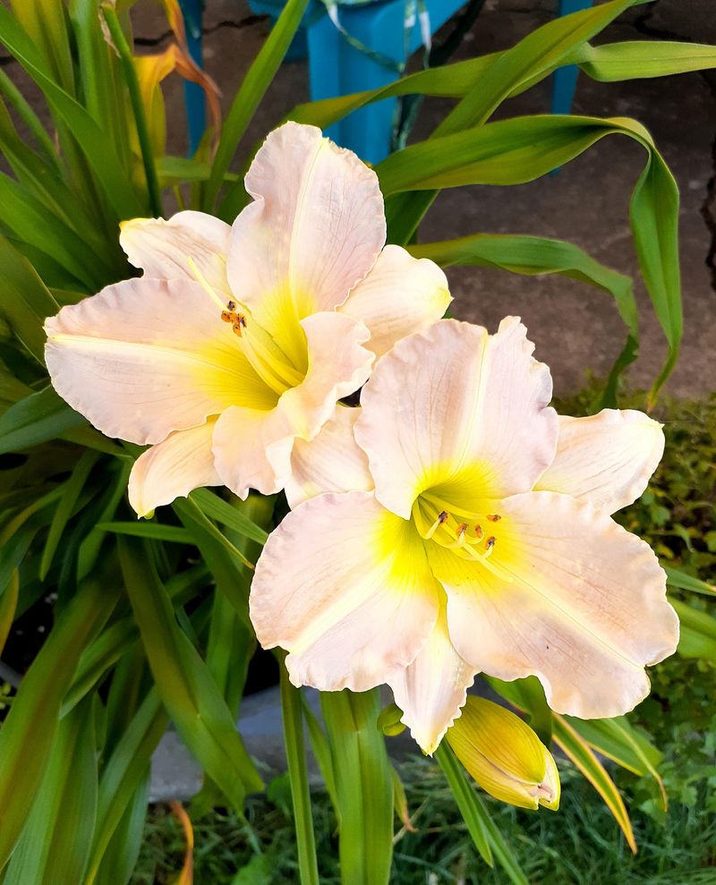 Let Daylilies Carry The Summer Show