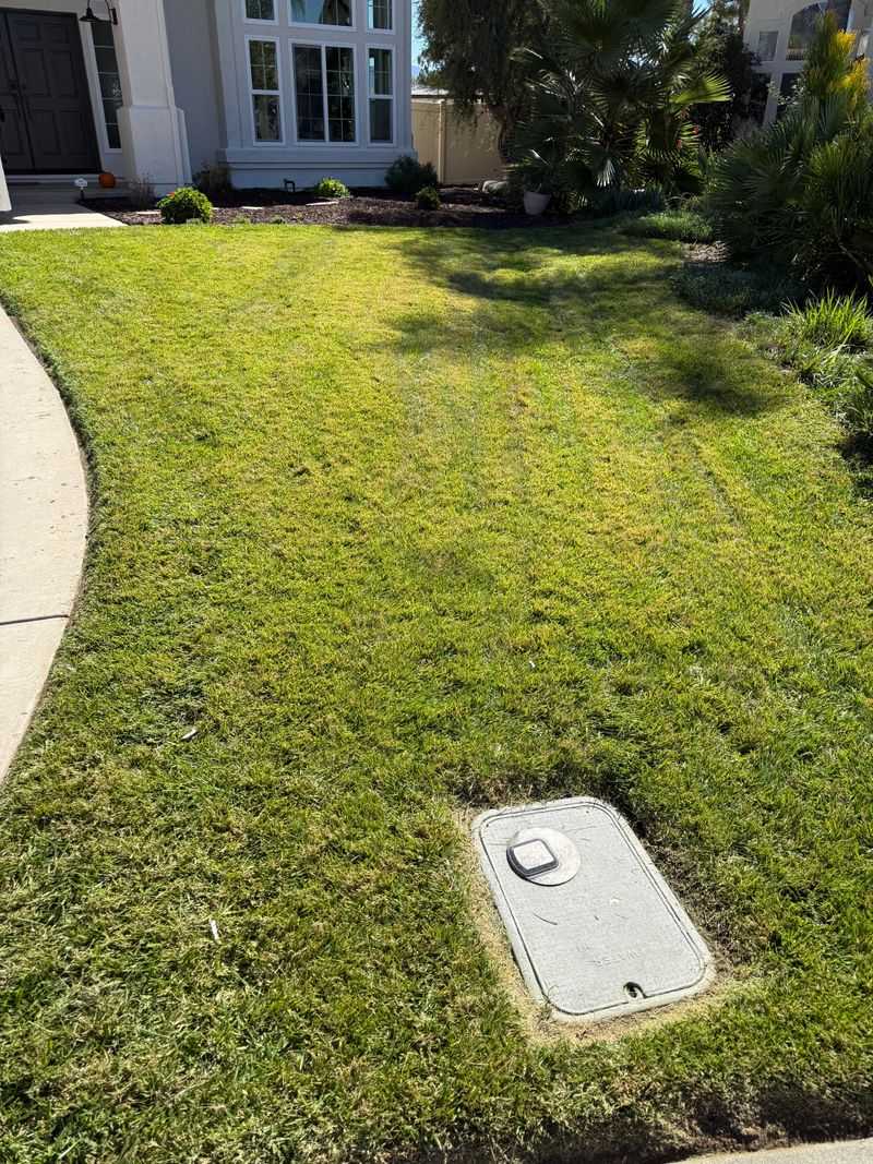 Let Established Lawns Rest
