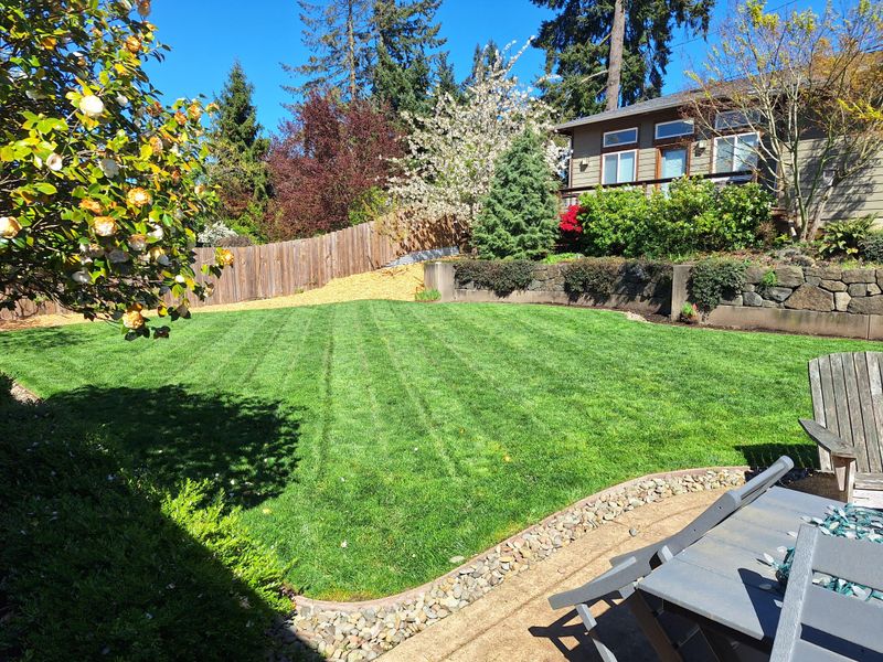 Let Established Lawns Rest Let Established Lawns Rest