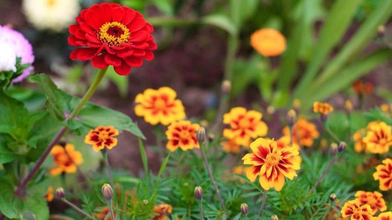 Let Flowers Earn Their Place Beside Vegetables Let Flowers Earn Their Place Beside Vegetables