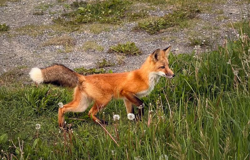 Let Foxes Move On At Their Own Pace Let Foxes Move On At Their Own Pace