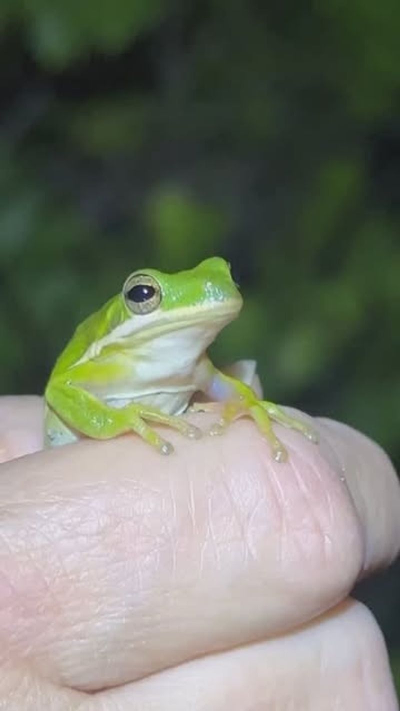 Let Frogs Join The Night Shift Let Frogs Join The Night Shift