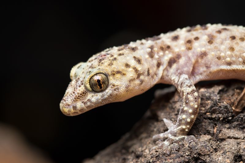Let Geckos Hunt The Small Roaches Emerging After Dark