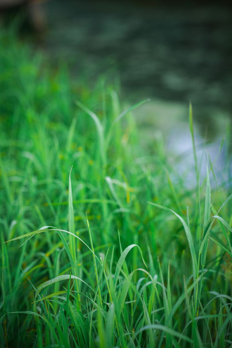 Let Grass Grow Slightly Taller In Certain Areas Let Grass Grow Slightly Taller In Certain Areas