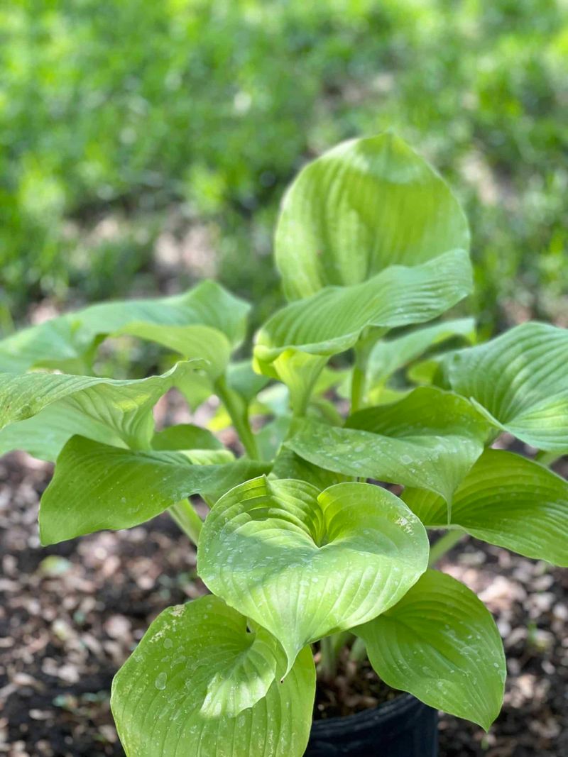 Let Healthy Roots Carry Next Spring's Comeback