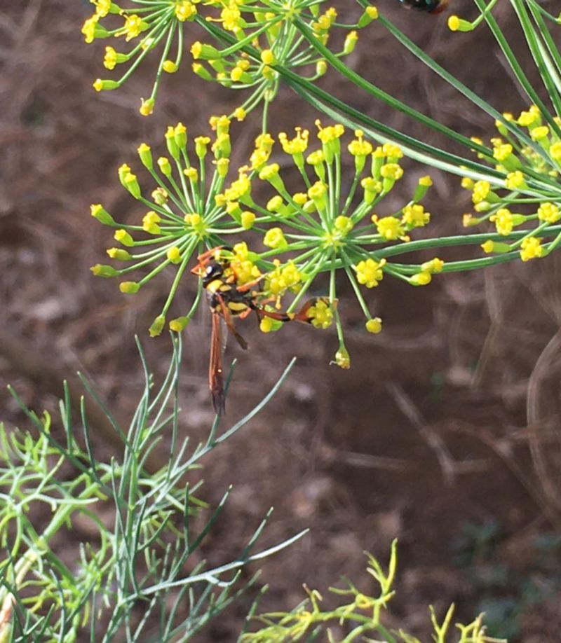 Let Herbs Bloom For Tiny Wasps Let Herbs Bloom For Tiny Wasps
