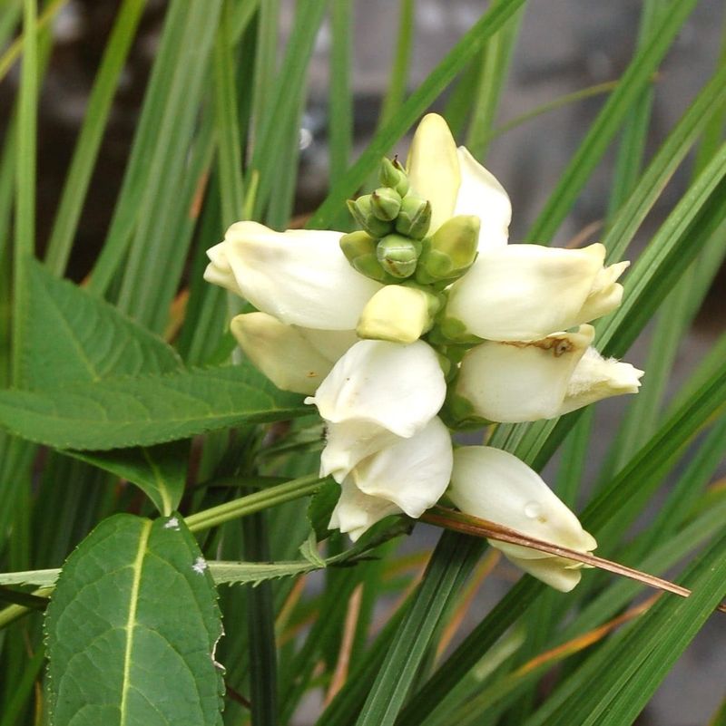 Let Hooded Blooms Brighten Dark Corners Let Hooded Blooms Brighten Dark Corners