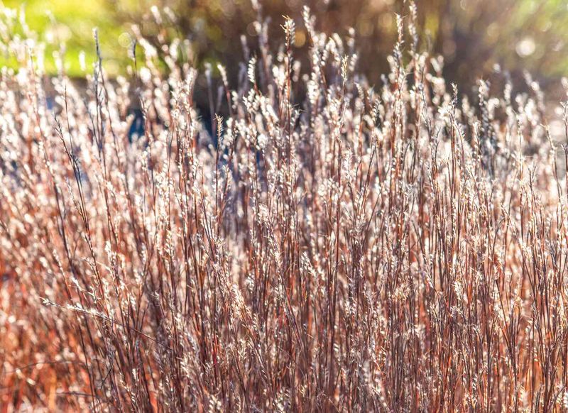Let Little Bluestem Glow Copper Into Cold Weather Let Little Bluestem Glow Copper Into Cold Weather