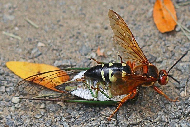 Let Native Wasps Do Their Summer Job Let Native Wasps Do Their Summer Job