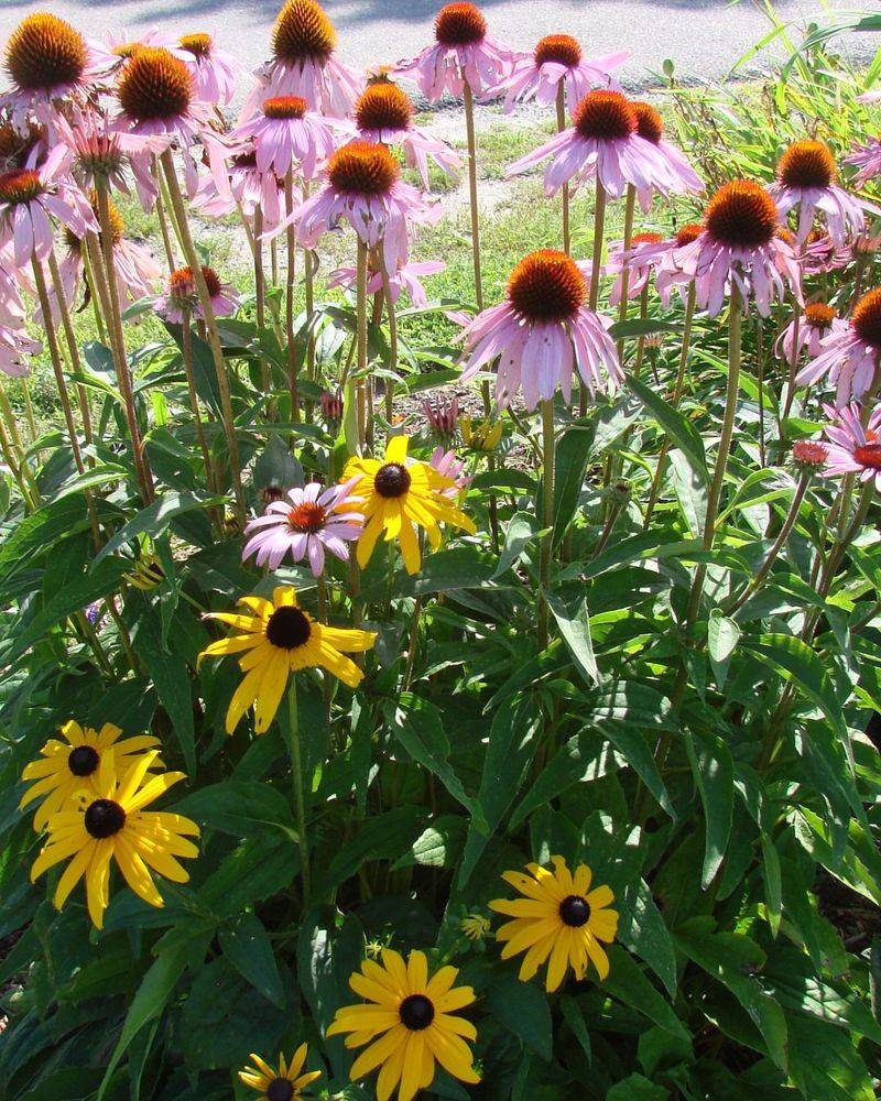 Let Nectar Flowers Bloom Through August Let Nectar Flowers Bloom Through August