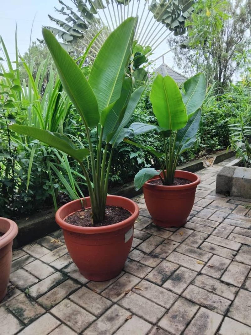 Let New Growth Prove The Plant Is Recovering Let New Growth Prove The Plant Is Recovering