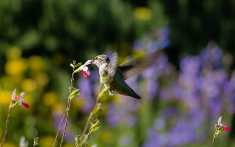 Let One Hummingbird Change Your August Garden