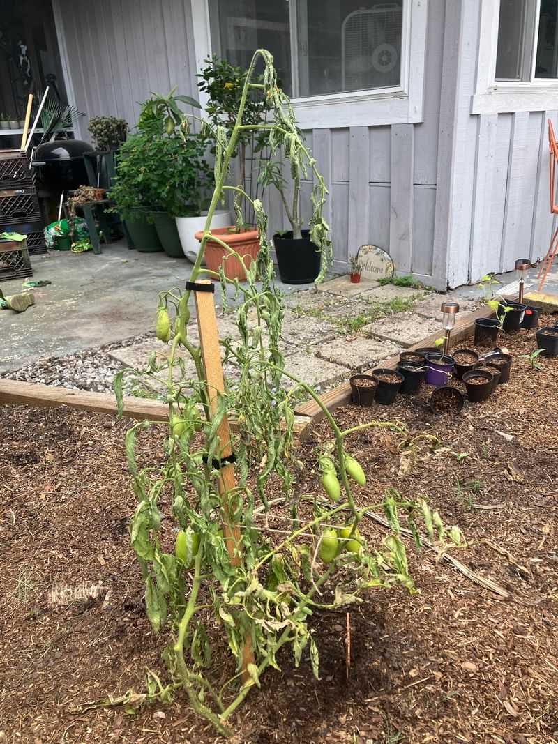 Let Plants Recover Before Making Big Changes Let Plants Recover Before Making Big Changes
