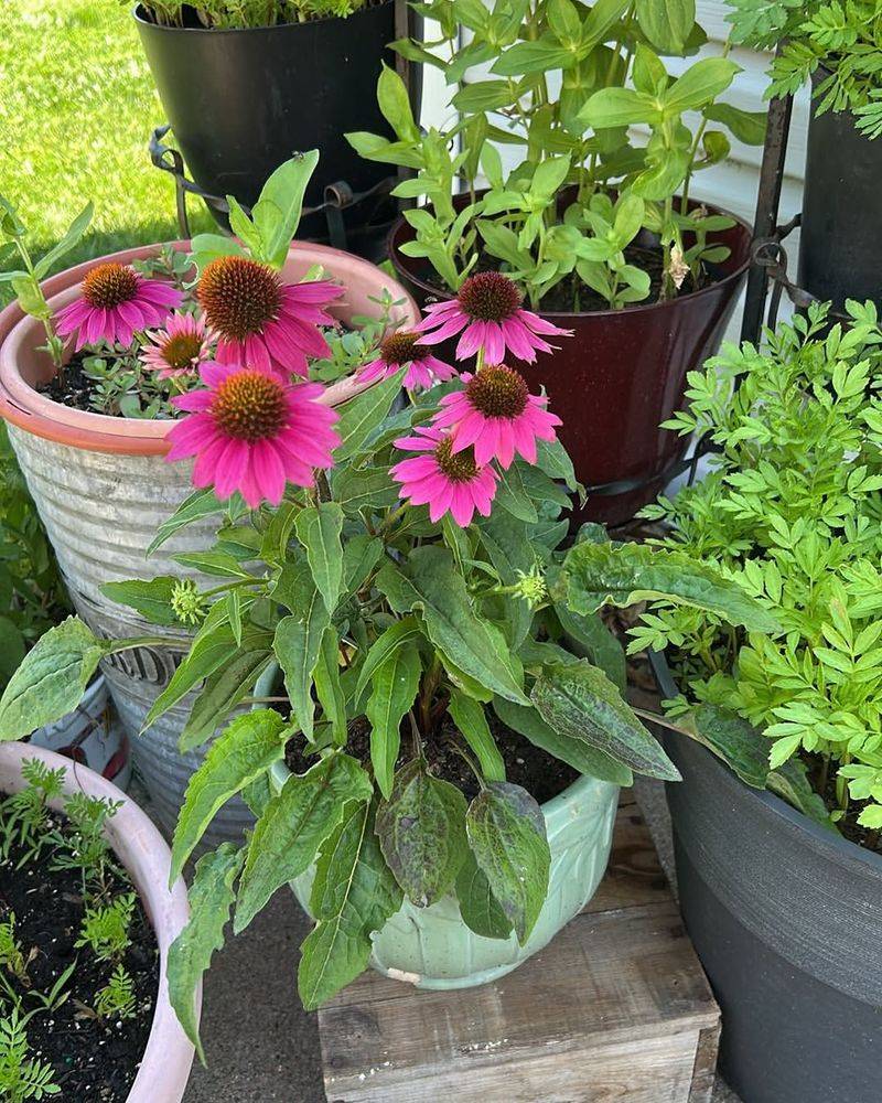 Let Purple Coneflower Anchor A Sunny Native Pot Let Purple Coneflower Anchor A Sunny Native Pot
