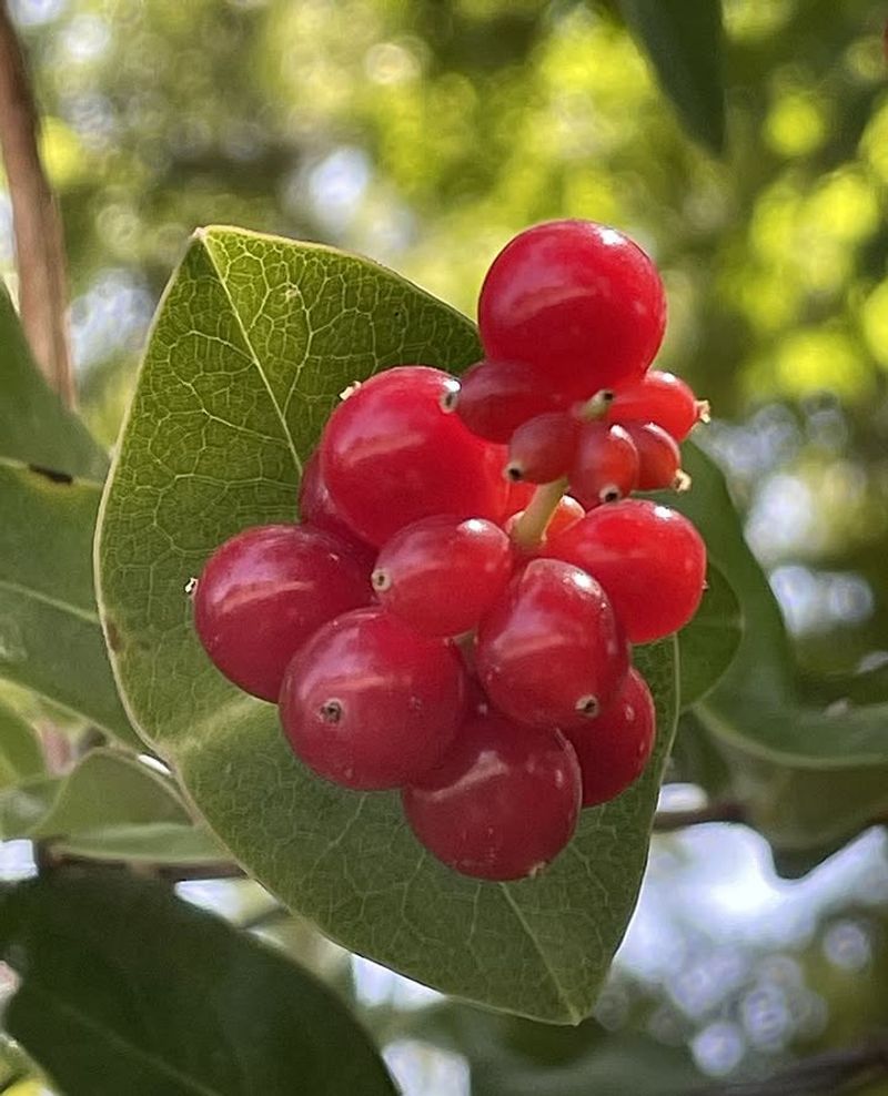 Let Red Berries Feed Birds Without Taking Over Let Red Berries Feed Birds Without Taking Over