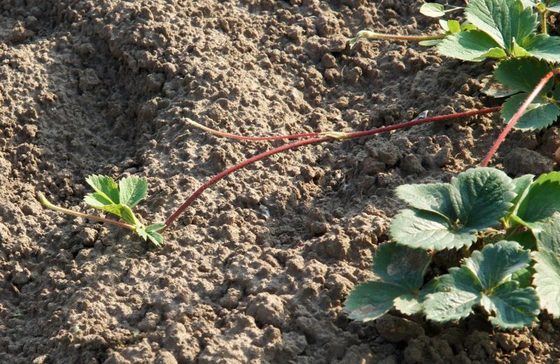Let Runners Fill Bare Sunny Soil Let Runners Fill Bare Sunny Soil