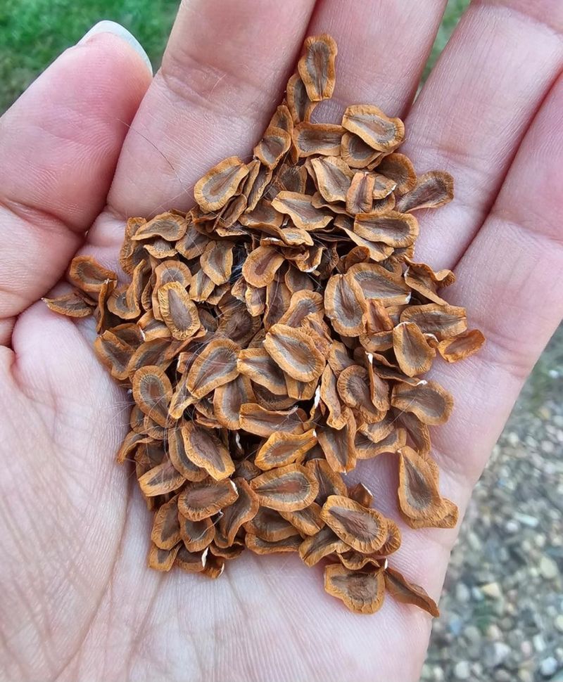 Let Seed Pods Mature Naturally Let Seed Pods Mature Naturally