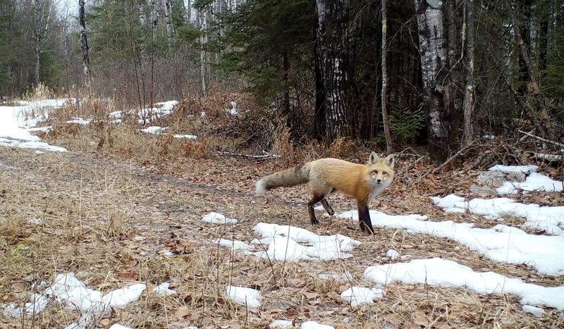 Let The Fox Leave A Useful Clue