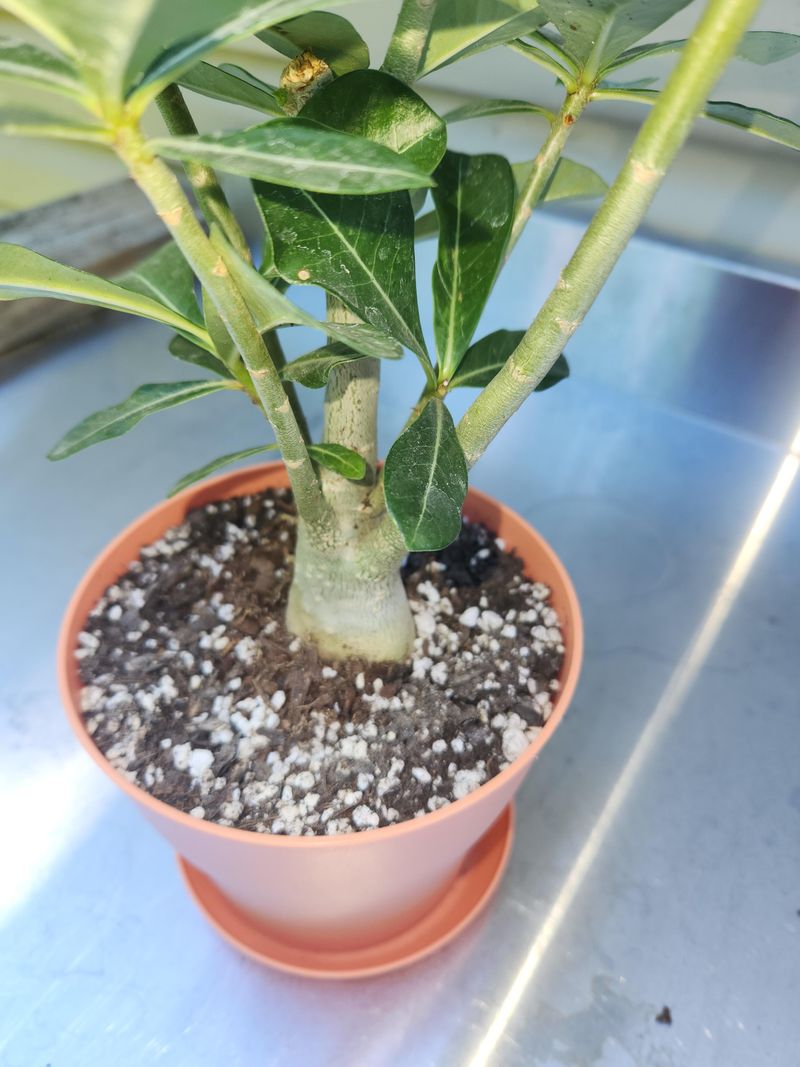 Let The Soil Dry Before Watering Again
