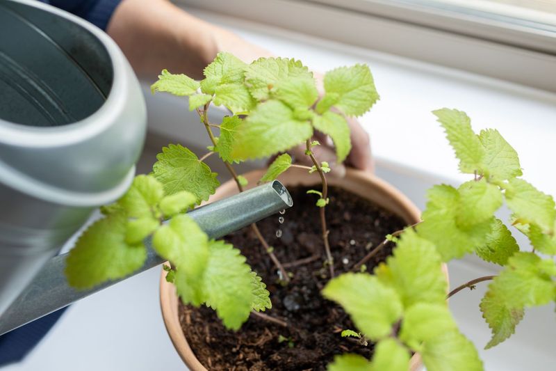 Let The Soil Surface Dry Between Watering