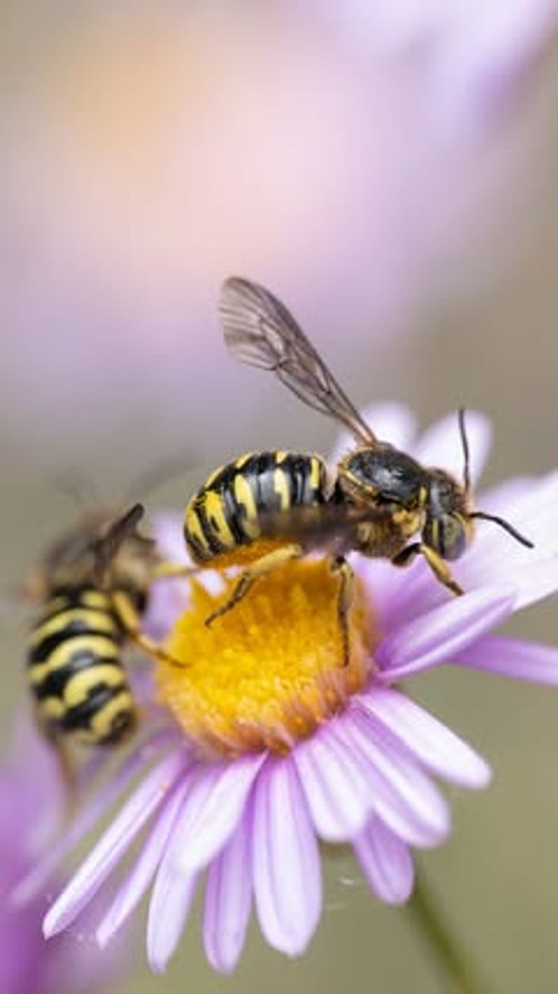Let The Swarm Move On If It Is Not A Threat Let The Swarm Move On If It Is Not A Threat