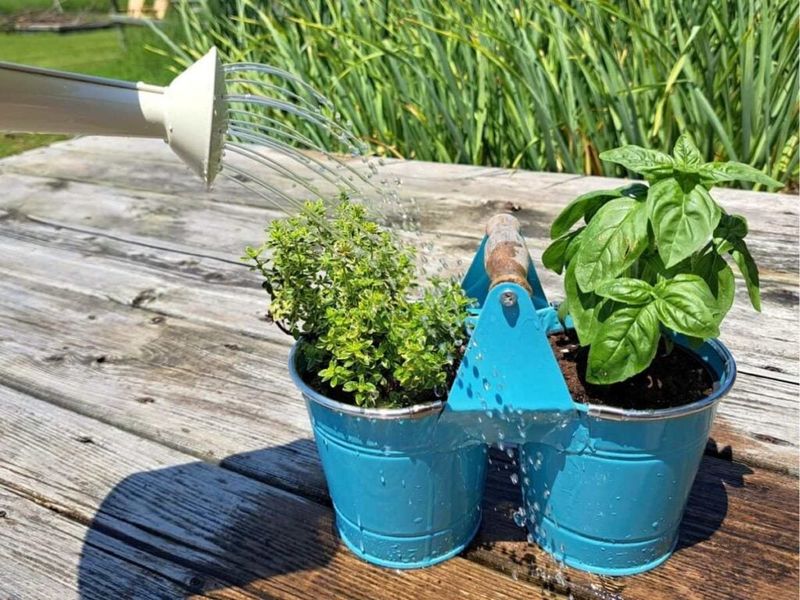 Let The Top Inch Of Soil Dry Before Watering Let The Top Inch Of Soil Dry Before Watering