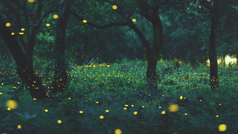 Let The Yard Stay A Little Wild At The Edges Let The Yard Stay A Little Wild At The Edges