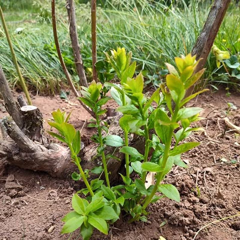 Let This Year's New Shoots Mature
