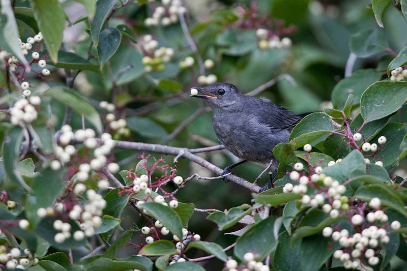 Let White Berries Pull Birds Into The Yard Let White Berries Pull Birds Into The Yard