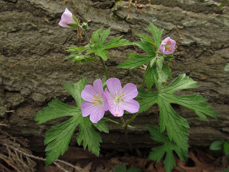 Let Wild Geranium Fill Gaps Without Bullying Neighbors Let Wild Geranium Fill Gaps Without Bullying Neighbors
