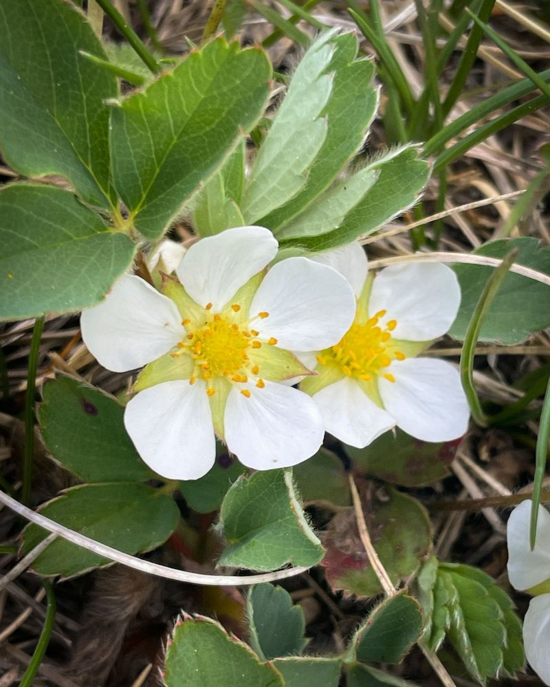 Let Wild Strawberry Cover Sunny Edges