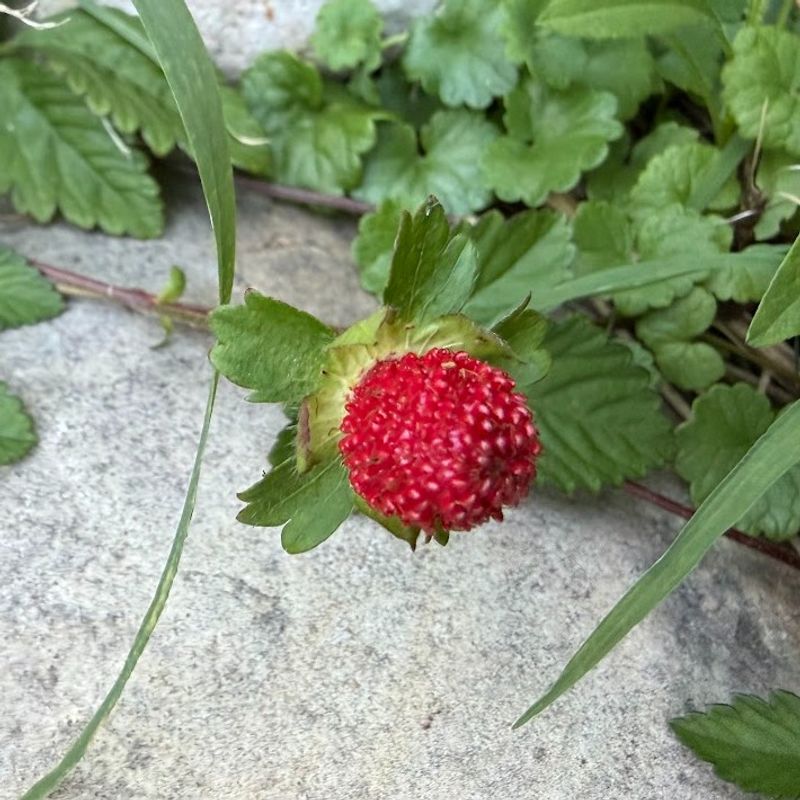 Let Wild Strawberry Creep Along Sunny Edges