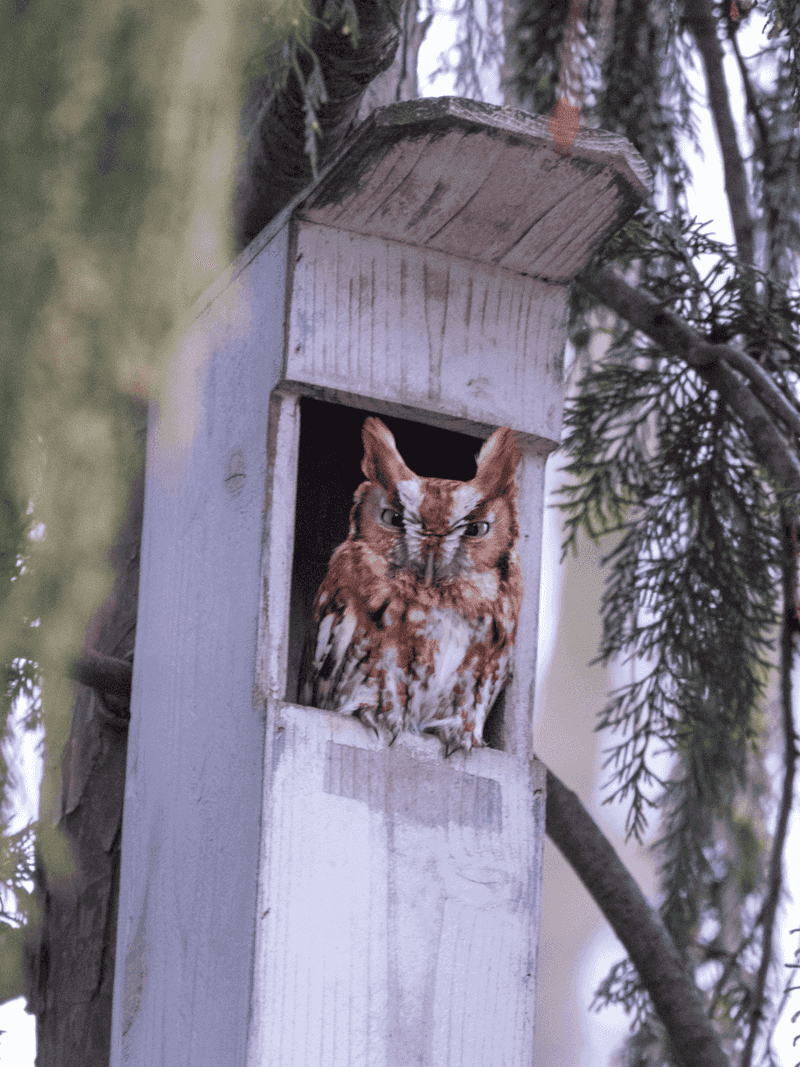 Let Your Landscape Choose the Owl Let Your Landscape Choose the Owl