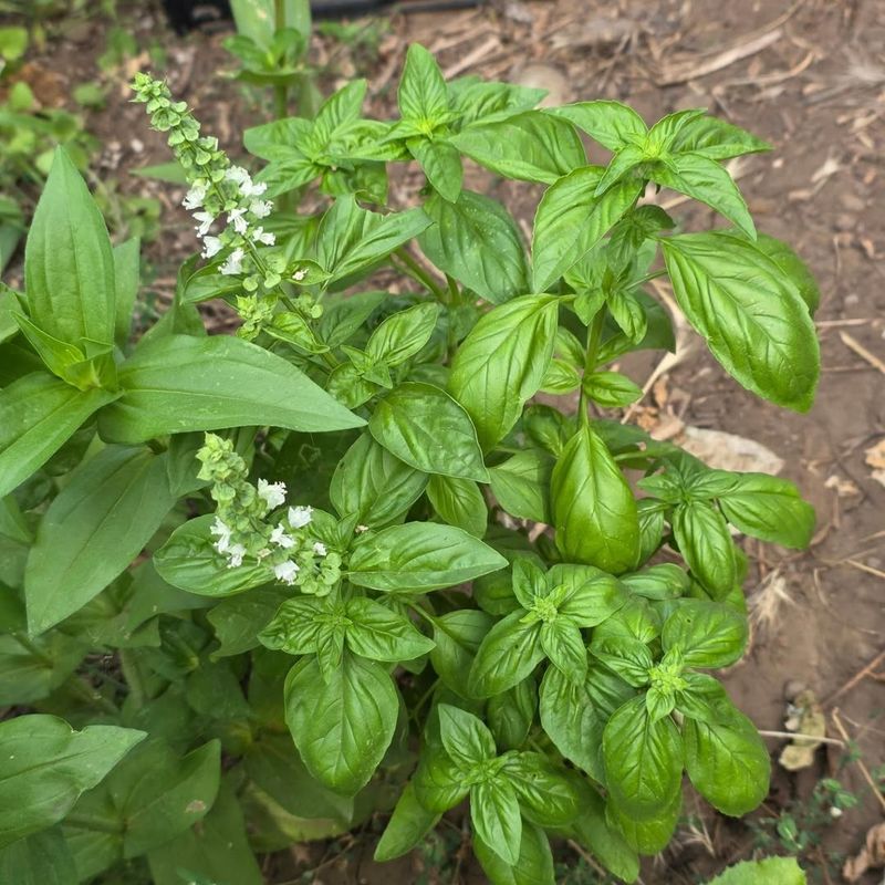 Letting Basil Flower Changes The Flavor Letting Basil Flower Changes The Flavor
