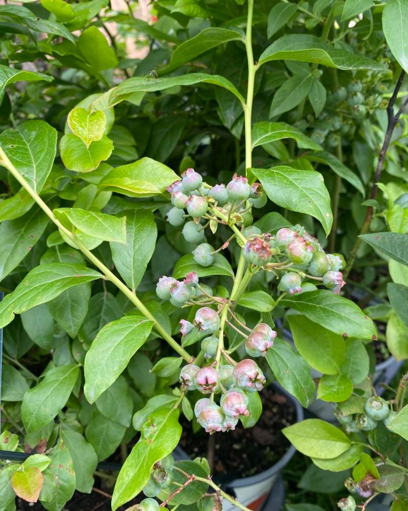 Letting Blueberries Dry Out Between Waterings Letting Blueberries Dry Out Between Waterings