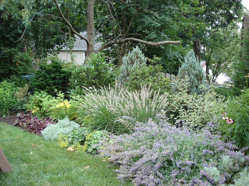 Letting Brush Grow Right Against The Lawn Letting Brush Grow Right Against The Lawn
