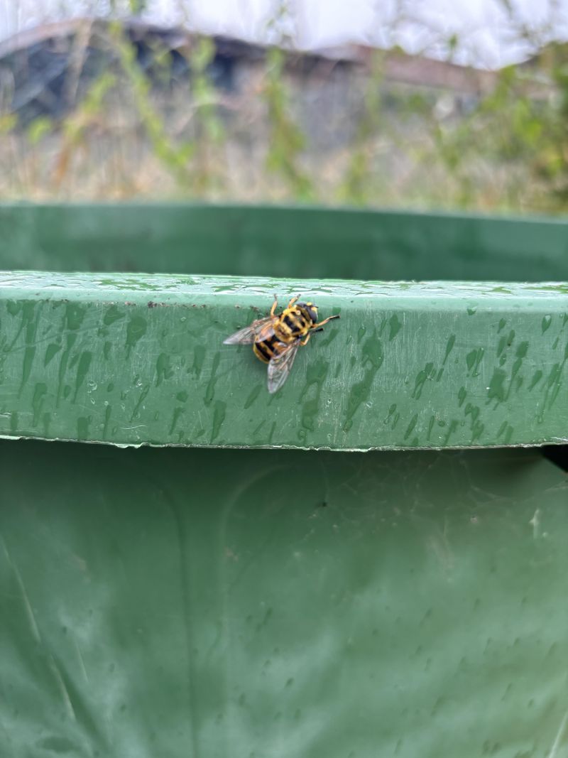Letting Compost Get Too Food-Heavy Letting Compost Get Too Food-Heavy