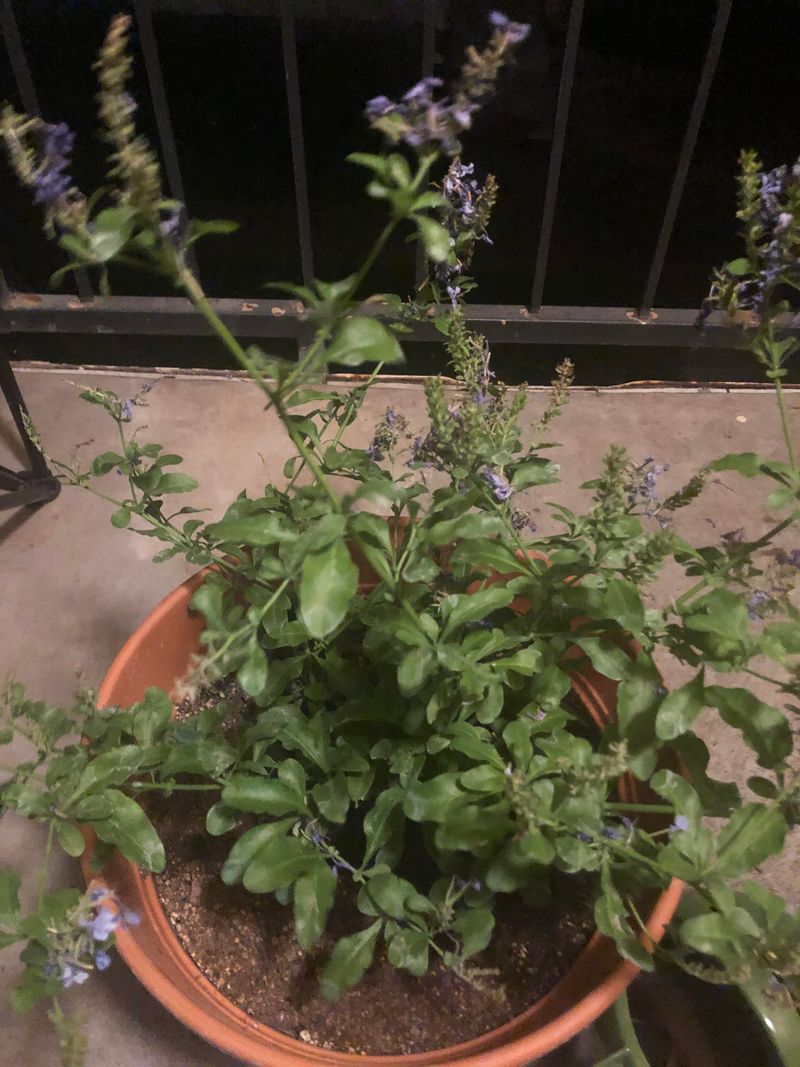 Letting Containers Dry Out Too Often