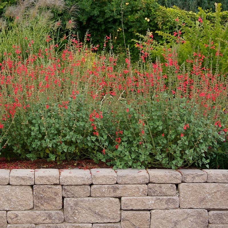 Letting Crowded Stems Block New Blooms