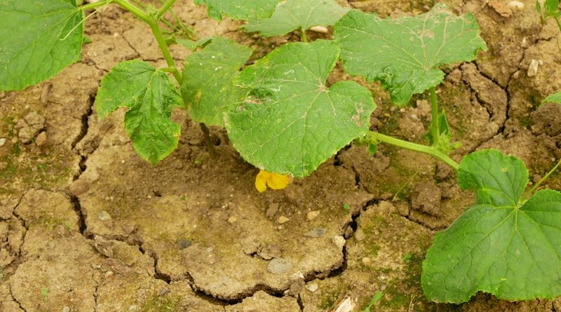 Letting Cucumbers Swing From Dry Soil To A Soak Letting Cucumbers Swing From Dry Soil To A Soak