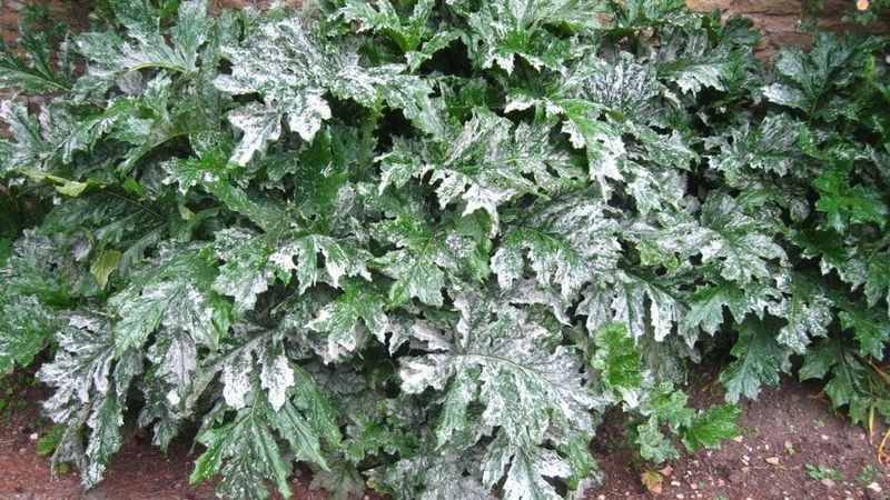 Letting Dense Shrubs Stay Too Thick Inside