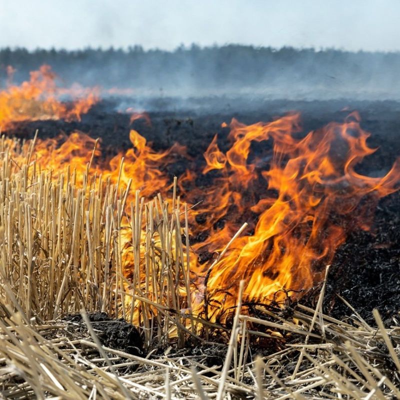 Letting Dry Grass Become A Fuse