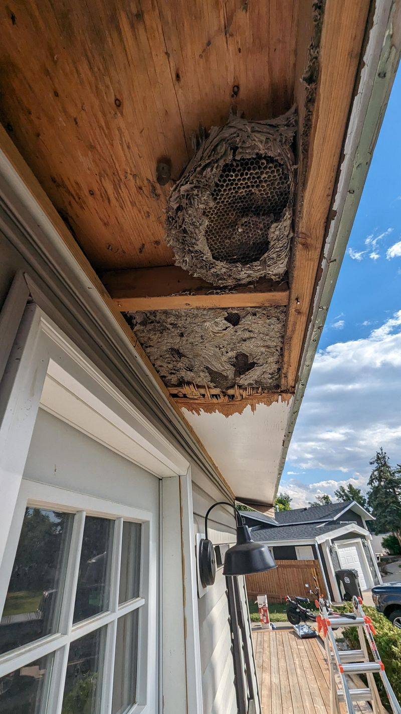 Letting Eaves And Sheds Go Unchecked Letting Eaves And Sheds Go Unchecked